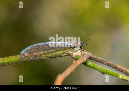 Image de myrmeleon formicarius perchée sur une branche sur fond de nature. Antilion. Insecte. Banque D'Images