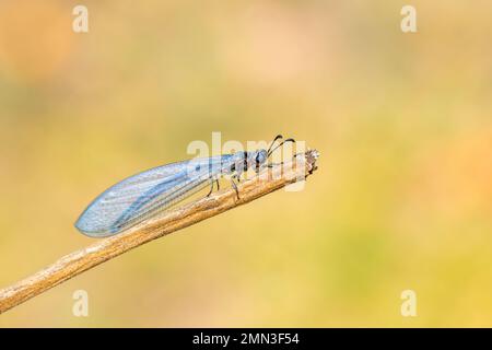 Image de myrmeleon formicarius perchée sur une branche sur fond de nature. Antilion. Insecte. Banque D'Images