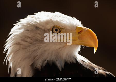 Portrait aigle à queue blanche aigle à tête blanche, oiseau de proie national américain sur le papier peint noir Banque D'Images