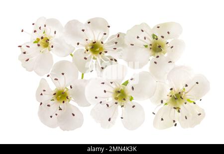 L'aubépine (Crataegus monogyna) fleurs isolé sur fond blanc Banque D'Images