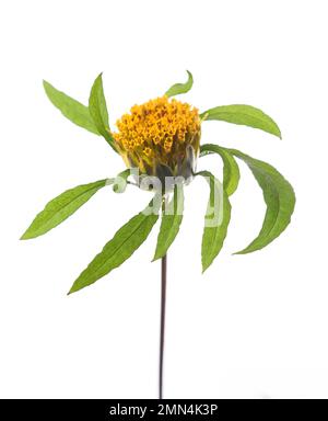 Plante de begarticks de diable avec des fleurs isolées sur fond blanc Banque D'Images