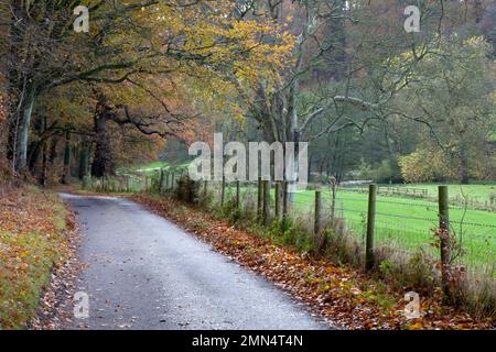 Une ruelle de campagne tranquille près du château Old Wardour dans le Wiltshire. Banque D'Images