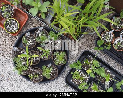 Les semis annuels de Hardy ont été piqués dans de petits pots et trempés à l'extérieur, prêts à être plantés dans un jardin de coupe. Vue d'en haut. Banque D'Images