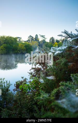 Toile d'araignée sur les buissons de gorge mise en évidence par la rosée près du lac du cimetière sur Southampton Common, Hampshire, Angleterre, Royaume-Uni Banque D'Images