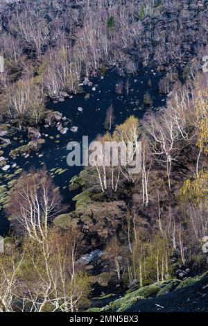Les bouleaux argentés (betula aetnensis) poussent sur un sol couvert de cendres noires, en hauteur sur l'Etna, en Sicile, près de la grotte de lave Grotta di Serracozzo Banque D'Images