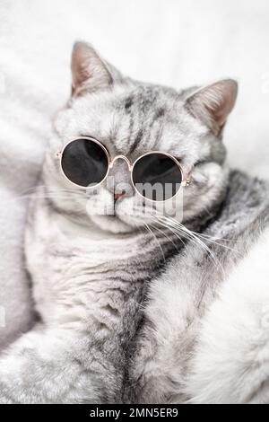 chat écossais droit en lunettes, sur fond blanc. Animaux de compagnie. Banque D'Images