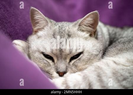 le chat écossais droit dort. Gros plan d'un museau de chat endormi, yeux fermés. Sur le fond d'une couverture mauve. Animaux préférés, nourriture pour chats Banque D'Images