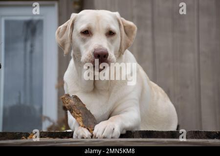 Labrador Retriever jaune Banque D'Images