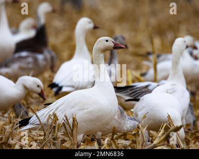 Beau plumage blanc d'hiver de l'oie des neiges alerte dans le champ de maïs récolté à la région de la sauvagine de Bernardo, zones humides gérées pour la sauvagine sauvage au Nouveau-Mexique Banque D'Images