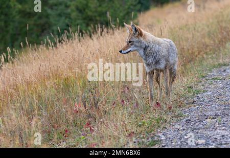 Coyote s'arrête dans des herbes d'or d'automne le long du chemin Spray Lakes, dans le comté de Kananaskis, en Alberta, au Canada Banque D'Images