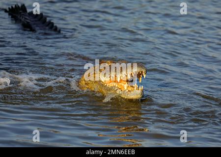 Grand crocodile du Nil (Crocodylus niloticus) à mâchoires ouvertes dans l'eau, Parc national Kruger, Afrique du Sud Banque D'Images