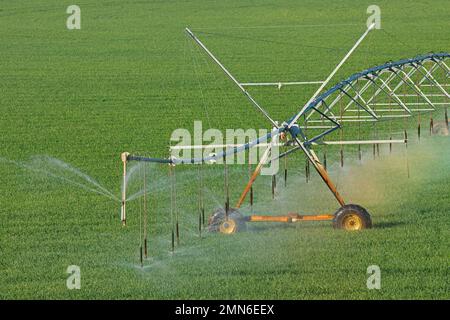 Arroseurs d'eau d'un système d'irrigation à pivot central sur les récoltes vertes luxuriantes Banque D'Images