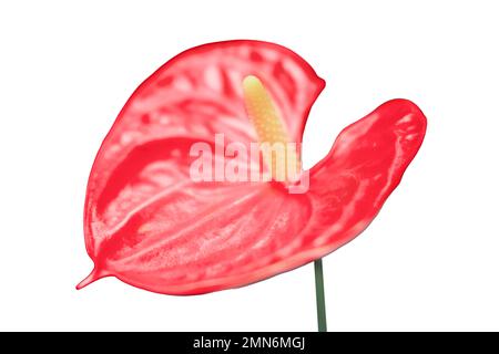 Fleur d'anthurium rouge, isolée sur fond blanc. Achat de plantes de maison et de fleurs pour le jardinage à la maison. Banque D'Images