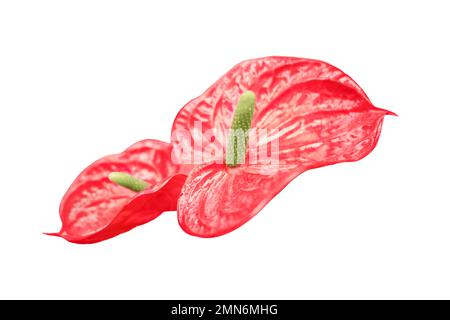 Anthurium est un genre d'environ 1000 espèces de plantes à fleurs, le plus grand genre de la famille des aroures, isolé sur fond blanc Banque D'Images