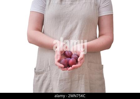 Prunes dans les mains d'une femme dans la cuisine, isolée sur un fond blanc. Les mains des femmes tiennent les fruits violets Banque D'Images