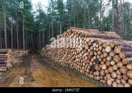 Bois de coupe empilés sur le domaine de Sandringham à Norfolk. Banque D'Images