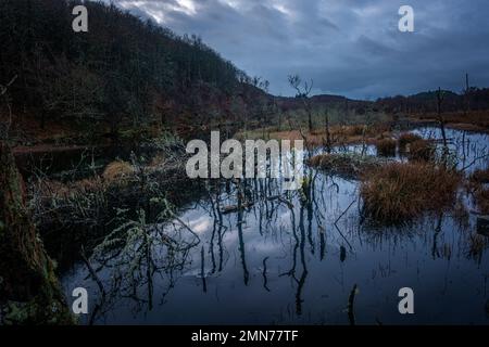 Dubh loch est un petit lac créé par des castors à côté du Loch Coille-Bharr à Knapdale, Argyll, en Écosse Banque D'Images