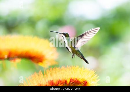 Magnifique colibris de mangue à gorge noire planant dans un jardin à côté d'une fleur tropicale avec un fond de bokeh doux. Banque D'Images