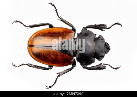 Odontolabis Cuvera, le Golden Stag Beetle Banque D'Images