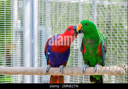 Rouge et vert soleil conure perroquet oiseau embrassant sur le concept de perchaude, animal et animal Banque D'Images