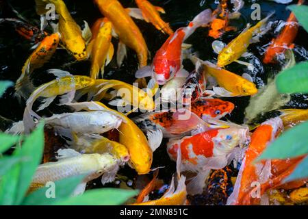 Poissons koï ou carpes nageant dans l'étang. Il rouge doré orange noir et jaune de poissons koï corps. poissons nageant dans l'étang. Il est plus coloré variétés Banque D'Images