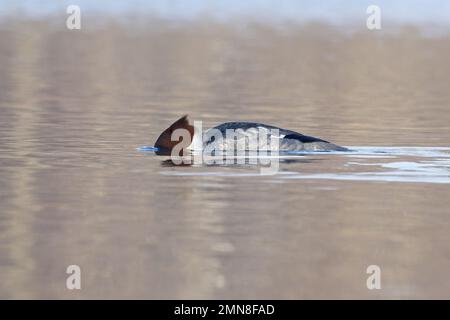 Goosander (Mergus merganser) sous-marin Whitlingham CP Norfolk UK GB janvier 2023 Banque D'Images