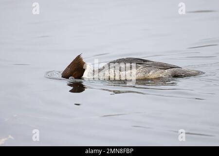 Goosander (Mergus merganser) sous-marin Whitlingham CP Norfolk UK GB janvier 2023 Banque D'Images