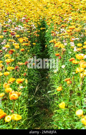 Champ de Xerochrysum bracteatum, communément connu sous le nom de fleur éternelle dorée Banque D'Images