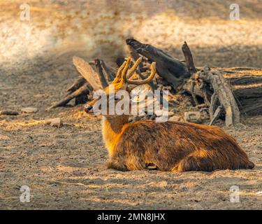 Un cerf reposant sur terre en paix Banque D'Images