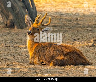 Un cerf reposant dans un style sur le sol Banque D'Images