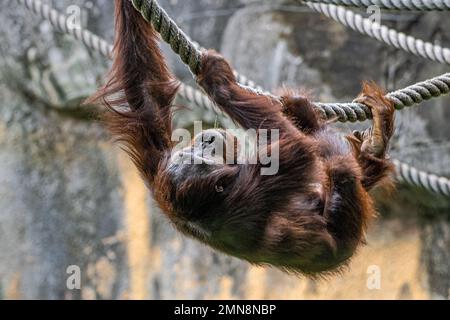 L'orangutan, un grand singe en danger critique d'extinction de l'Asie du Sud-est, escalade des cordes au zoo d'Atlanta près du centre-ville d'Atlanta, en Géorgie. (ÉTATS-UNIS) Banque D'Images