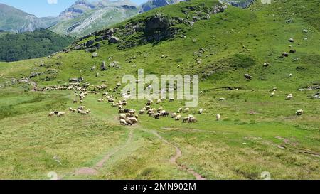 Troupeau de moutons paissant sur un pré vert pendant une journée ensoleillée Banque D'Images