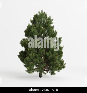 3d illustration de l'arbre de pinus sylvestris isolé sur fond blanc Banque D'Images