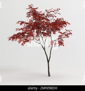 3d illustration de l'arbre acer ginnala isolé sur fond blanc Banque D'Images