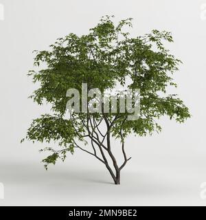 3d illustration de l'arbre acer ginnala isolé sur fond blanc Banque D'Images