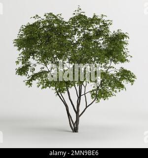 3d illustration de l'arbre acer ginnala isolé sur fond blanc Banque D'Images