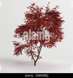 3d illustration de l'arbre acer ginnala isolé sur fond blanc Banque D'Images