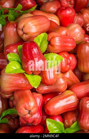 Pomme de rose aqueuse, pomme d'eau, Syzygium Aqueum Chambakka, Pani se, Jambu, Panneer Naval, Jambakka, Gulaabijamikaayalu exposé. Banque D'Images