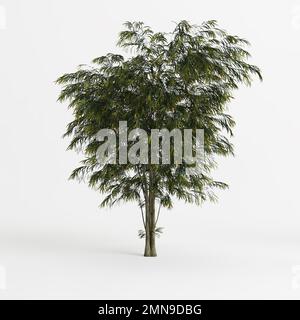 3d illustration de l'arbre agonis flexuosa isolé sur fond blanc Banque D'Images