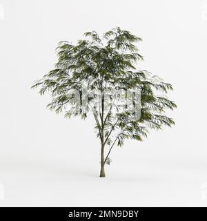 3d illustration de l'arbre agonis flexuosa isolé sur fond blanc Banque D'Images