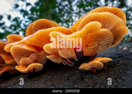 Un groupe étonnant de champignons comestibles de queue de velours Flammulina velutipes poussant sur le bois mort d'une souche d'arbre avec vue des branchies en couleur. ROYAUME-UNI Banque D'Images