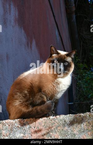 Le regard d'un chat dans la rue étroite d'un village italien. Banque D'Images