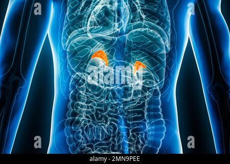 Glandes surrénales ou surrénales à rayons X 3D, illustration de rendu vue arrière avec contours de corps mâles. Anatomie humaine, système endocrinien, médical, biologie, scie Banque D'Images