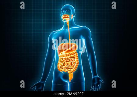 Vue avant ou antérieure du système digestif humain complet 3D avec rayons X, illustration du rendu avec contours du corps masculin. Anatomie humaine, tractus gastro-intestinal, m Banque D'Images