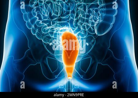 Vue xray postérieure du rectum, partie de l'intestin grêle 3D, illustration de rendu avec contours de corps mâles. Anatomie humaine, système digestif orga Banque D'Images