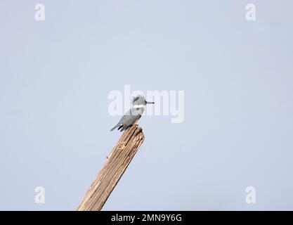 Martin-femme Banque D'Images