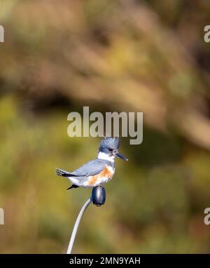 Martin-femme Banque D'Images