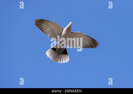 La colombe eurasienne (Streptopelia decaocto) en vol contre le ciel bleu Banque D'Images