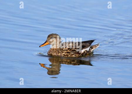 Gadwall (Mareca streppera / Anas streppera) femelle de canard dabbling nageant dans le lac Banque D'Images