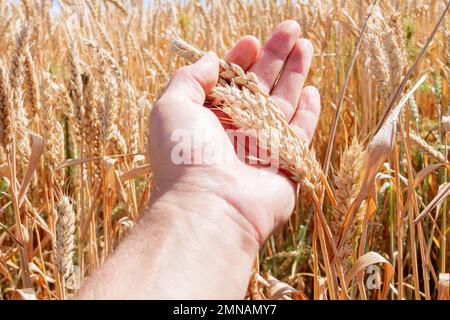 L'agronome vérifie la qualité des oreilles. Main et blé. Un terrain semé de seigle. Agriculture et agronomie. Homme dans le champ. Banque D'Images